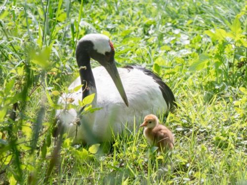 丹頂鶴寶寶萌萌報到！KIKA與BIG睽違4年再育雛，動物園暖心提醒安靜觀察